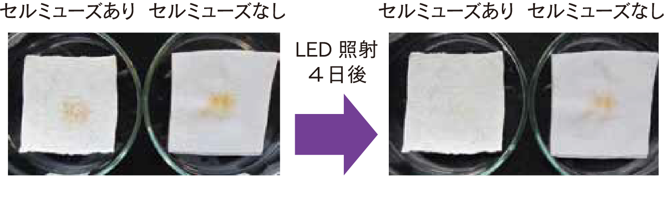 LED照射4日後の画像