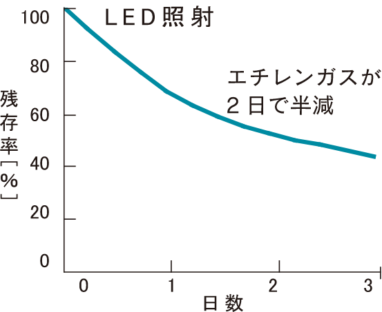 エチレンガスが2日で半減の図